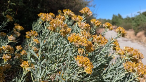 Ericameria parishii, 2026-10-16