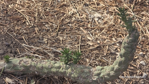 Eve's Needle Cactus