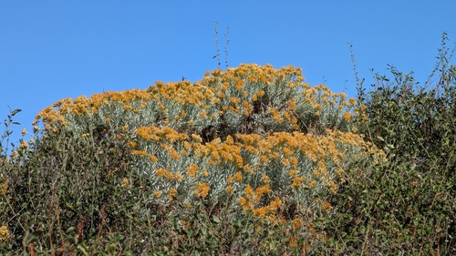 Ericameria parishii, 2026-10-16