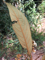 Nectandra oppositifolia