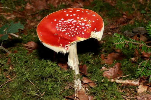 Fly Agaric