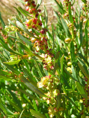 Haloragis gossei