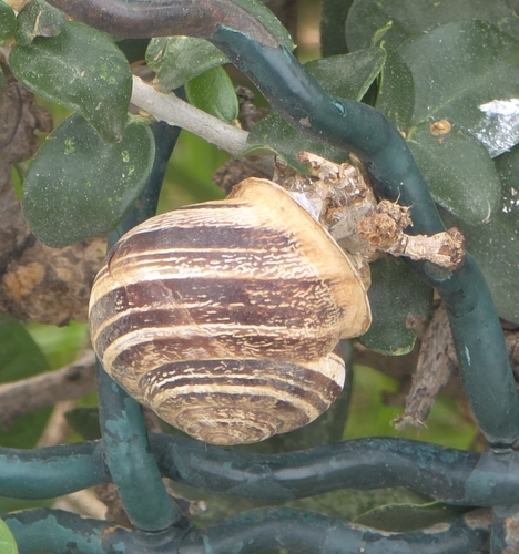Chocolate-band Snail