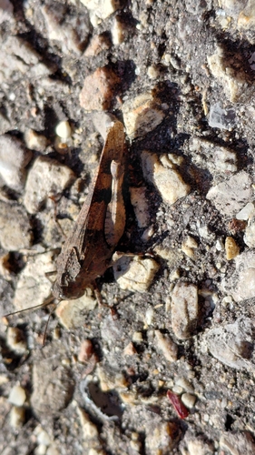 Blue-winged Grasshopper