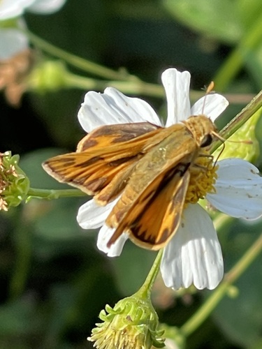 Fiery Skipper