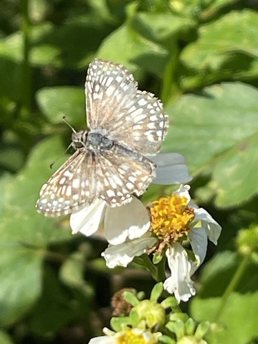 Tropical Checkered-Skipper