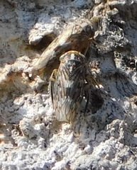 Idiocerus herrichii