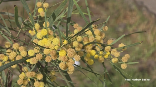 golden wreath wattle