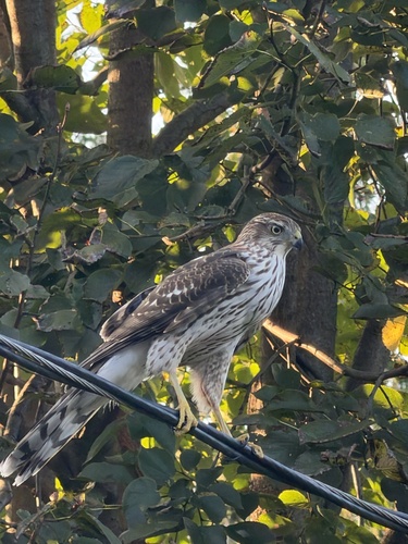 Cooper's Hawk