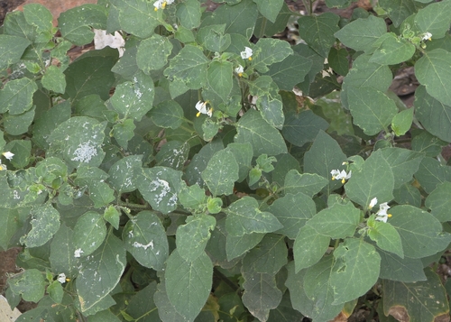 red nightshade