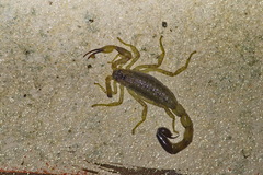 Lychas mucronatus