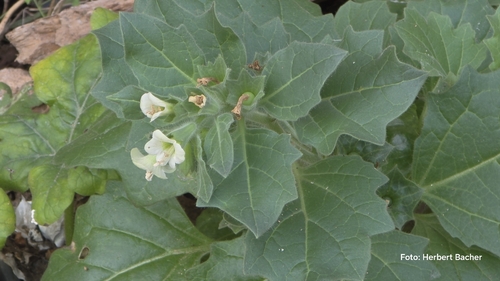 white henbane