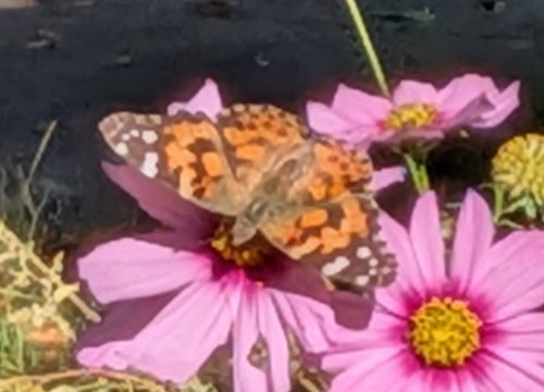 Painted Lady