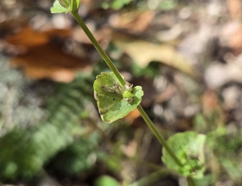 Triodanis perfoliata observed 2026-10-15