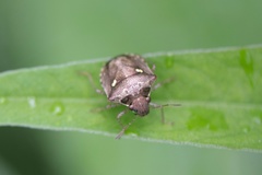 Eysarcoris guttigerus