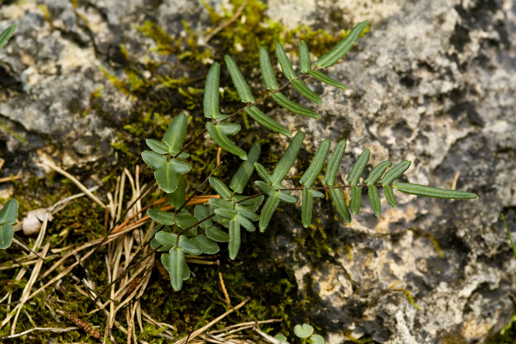 Pellaea atropurpurea