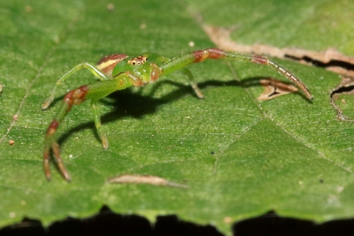 Eurasian Green Crab Spider