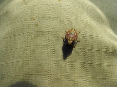 Odontotarsus callosus