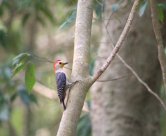 Melanerpes pygmaeus