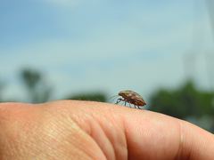 Odontotarsus callosus