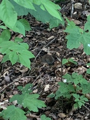 Clethrionomys glareolus