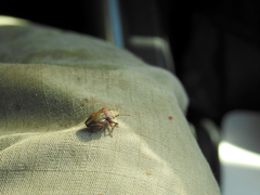Odontotarsus callosus