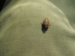 Odontotarsus callosus