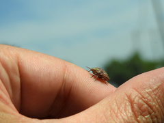 Odontotarsus callosus