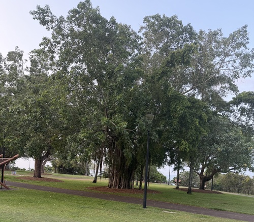 Ficus virens observed 2026-10-17