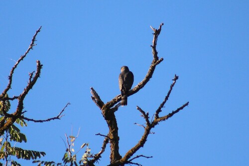 Sharp-shinned Hawk