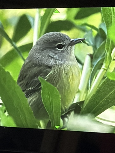 Orange-crowned Warbler