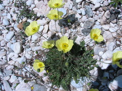 Papaver popovii