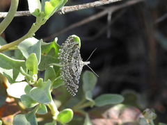 Alucita grammodactyla