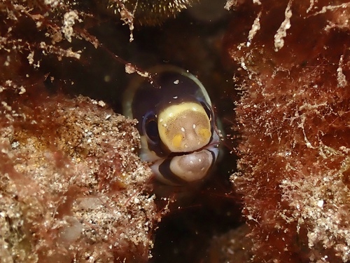 Echidna polyzona observed 2026-10-14