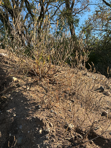 redwhisker clammyweed