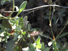 Alucita grammodactyla