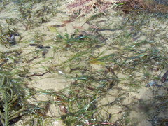 Zostera muelleri