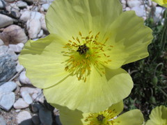 Papaver popovii
