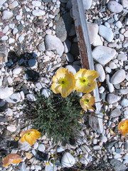 Papaver popovii
