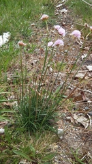 Armeria maritima elongata