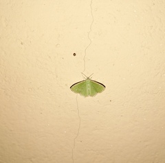 Argyrocosma inductaria