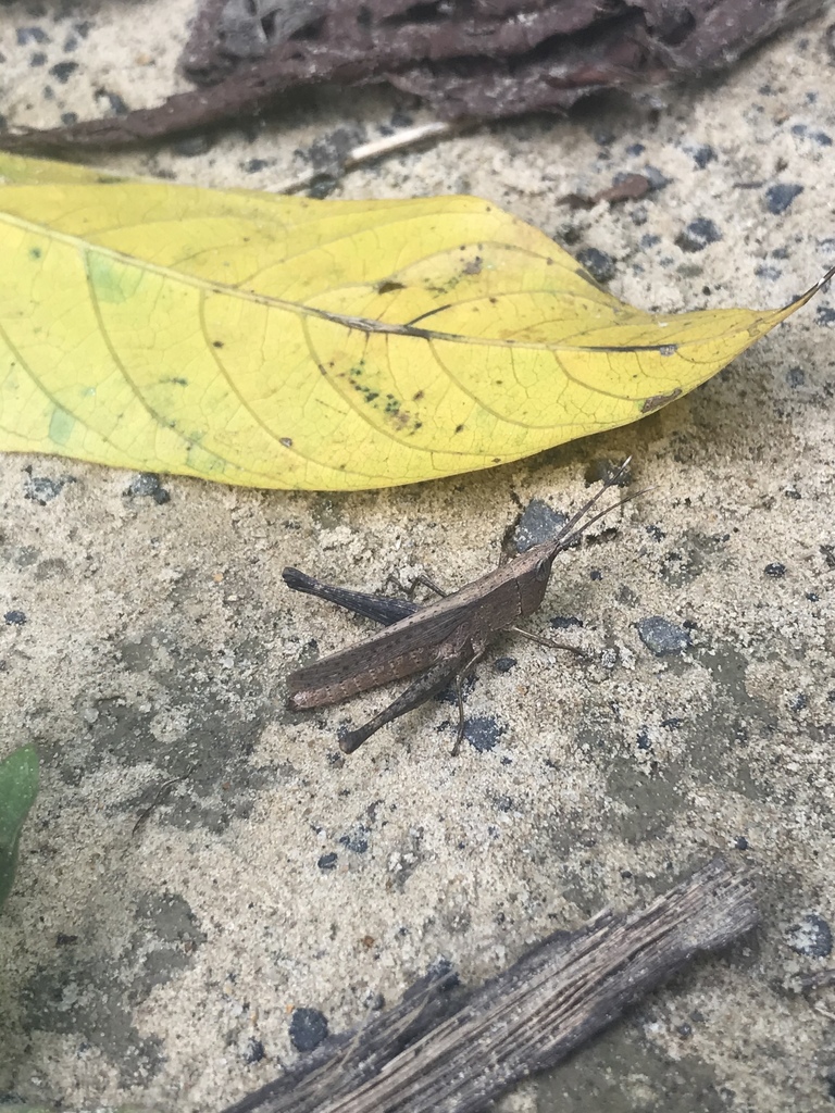 Phlaeoba unicolor