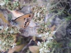 Coenonympha dorus