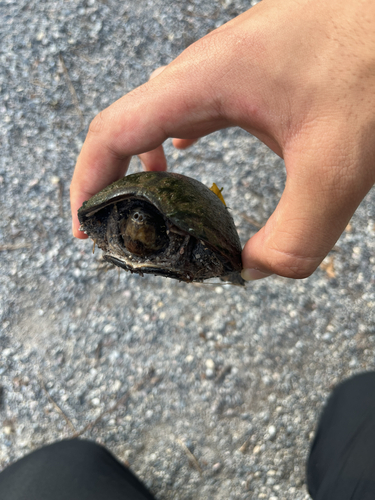 Eastern Musk Turtle observed by alski
