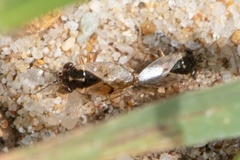 Geocoris pallidipennis