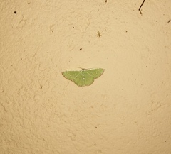 Argyrocosma inductaria