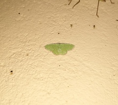 Argyrocosma inductaria