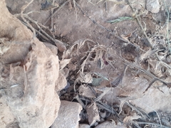 Cosmobunus granarius