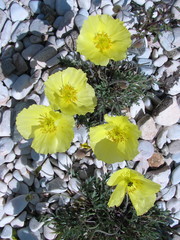 Papaver popovii