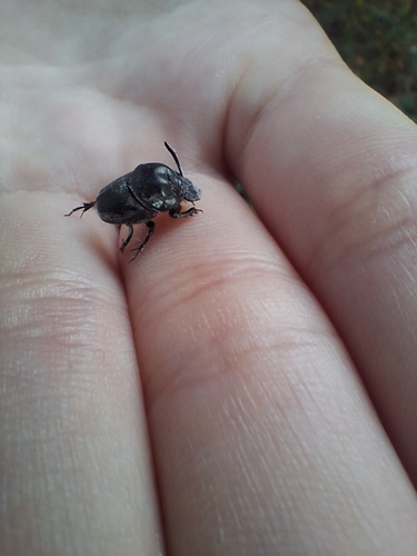 Bull-headed Dung Beetle